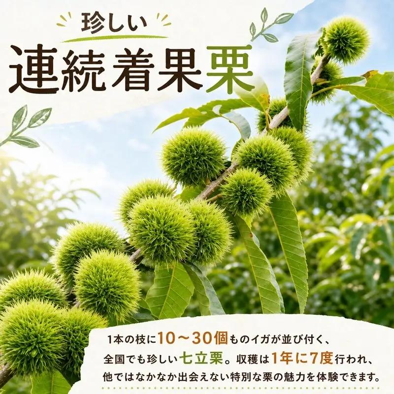茹で栗 200g×2パック 冷凍 ［1314-2］