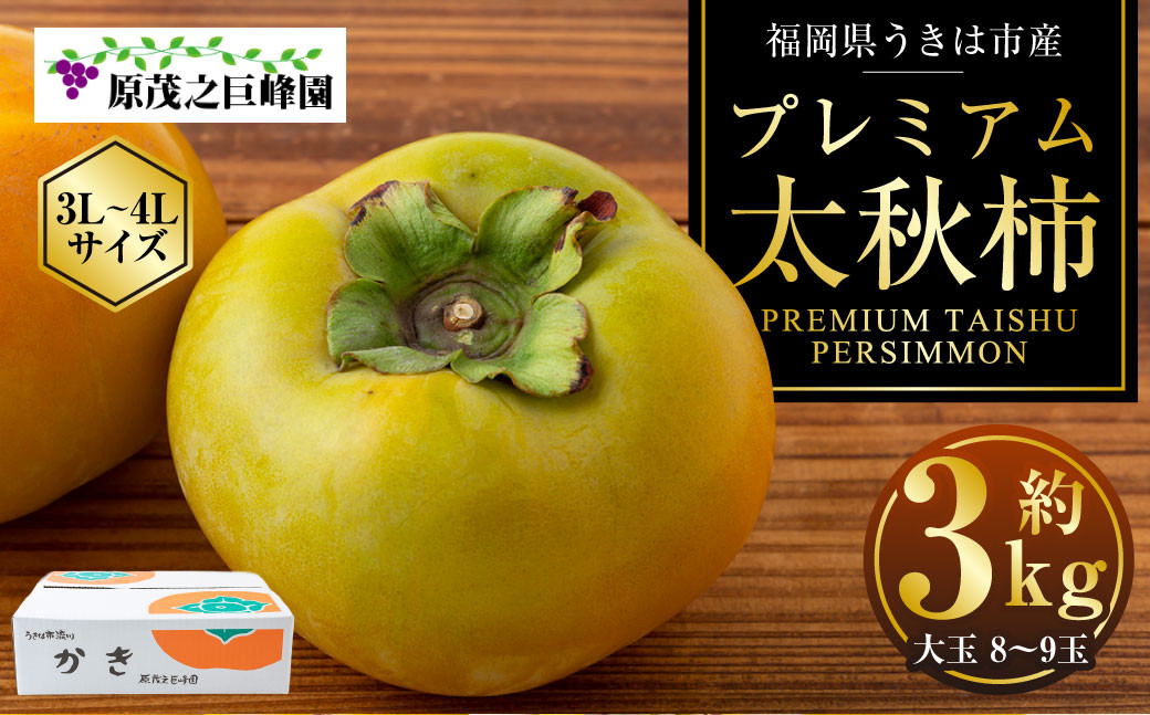 
            【先行予約】 原茂之巨峰園 プレミアム 太秋柿 大玉 8玉から9玉 （約3kg） 【2025年10月中旬から11月上旬 出荷予定】 柿 かき カキ 太秋 たいしゅう 完全甘柿 果物 くだもの フルーツ 果実 ジューシー 流川ブランド お取り寄せ 福岡県 うきは市
          