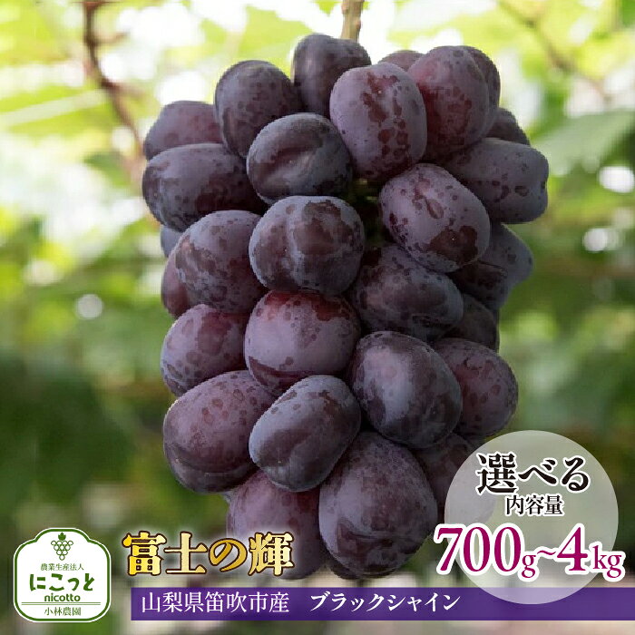 【ふるさと納税】【2026年発送★先行予約】希少 大粒ぶどう 富士の輝 約700g〜 【選べる容量】 小林農園のブラックシャインマスカット ぶどう 笛吹市 山梨県産 人気 期間限定 旬 果物 フルーツ 送料無料 お中元 帰省 贈答 ギフト 097-009
