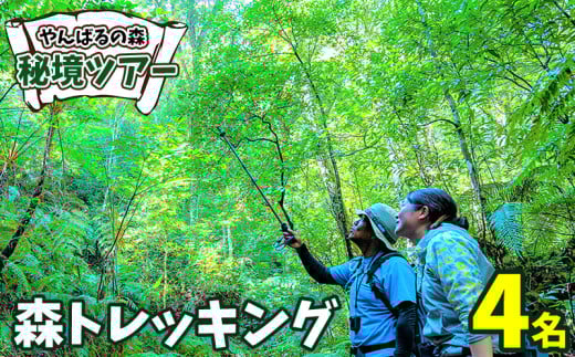 やんばるの森　秘境ツアー【森トレッキング】4名様 やんばる アドベンチャー 秘境 冒険 探検 トレッキング ガイド付き 山歩き カヤック 珍しい生き物 やんばる国立公園 亜熱帯 ジャングル 安心 手軽に参加 非日常 特別 ヤンバルエクスペリエンス やんばる観光 東村