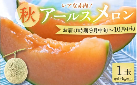 【先行予約】【赤肉】秋 アールスメロン 1玉（約1.6kg以上） 高級メロン！ ／ マスクメロン 大玉 果物 フルーツ 夏 ギフト 農家直送 ※2025年9月中旬以降発送 [aw065-a010]