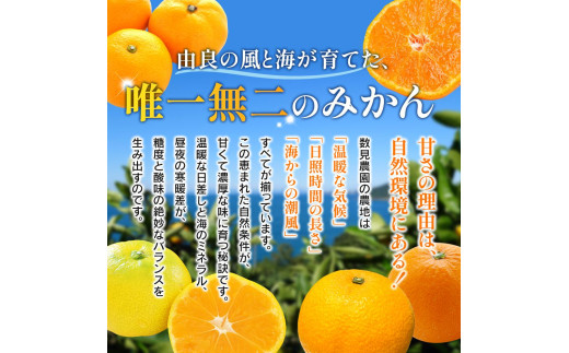  ゆらみかん 2kg / 温州みかん 和歌山県 柑橘 みかん 甘い 蜜柑 フルーツ 果物 くだもの 食品 人気   おすすめ 送料無料 産地直送 由良町 ※2026年11月下旬頃から12月上旬頃に順次