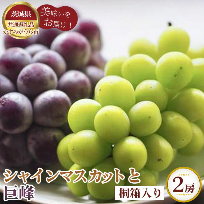 【ふるさと納税】No.609 【先行予約】お中元　シャインマスカットと巨峰　桐箱入り2房【茨城県共通返礼品 かすみがうら市】 ／ ブドウ ぶどう 葡萄 巨峰 シャインマスカット マスカット フルーツ 果物 贈答品 ギフト 送料無料 茨城県