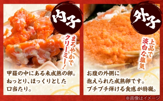 【先行予約/11月7日より順次発送】セイコガニ  越前ガニメス（ セイコガニ ）小サイズ20杯 / 越前ガニ コッペガニ セイコガニ カニ メス せいこ蟹 小浜市 / まるほ商店 【配送不可地域：北海