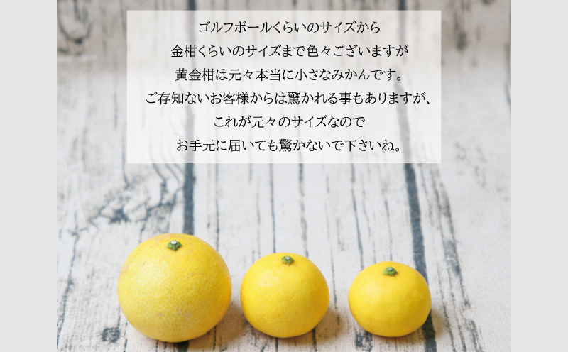 高級柑橘 黄金柑 3kg 先行予約 フレッシュつちやま 幻のみかん 希少 おうごんかん 贈答品 贈答用 ギフト プレゼント 高級 果物 フルーツ 柑橘 みかん 蜜柑 愛媛ミカン 愛媛蜜柑 愛媛みかん 