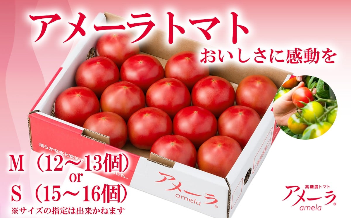 
            アメーラトマト 【 トマト とまと 野菜 高糖度 人気 ランキング アメーラ 高糖度トマト 静岡県 小山町   】
          
