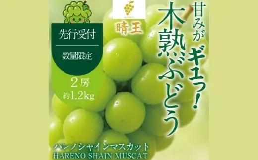 木熟ぶどう ハレノシャイン シャインマスカット晴王 2房 約1.2kg 果物 くだもの 果実 フルーツ 果汁 ぶどう 葡萄 ブドウ マスカット シャインマスカット 晴王 ブランド 皮ごと 国産 岡山県産 冷蔵 【 2026年9月上旬～10月下旬発送予定 】