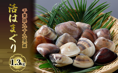 はまぐり 九十九里産 活 1.3kg はまぐり