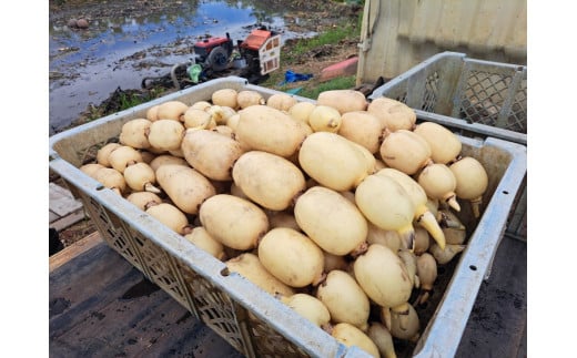 レンコン 2kg◇ ｜ 収穫仕立て 産地直送 れんこん 蓮根 蓮 甘み シャキシャキ 茨城県 土浦市産 ※離島への配送不可