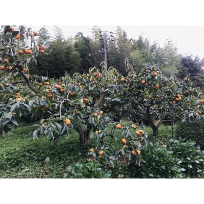 ふるさと納税 磐田市 磐田市敷地産　次郎柿　4.5kg〜5.5kg(12粒〜18粒) |  | 02
