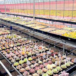 【 多肉植物 11月発送】 エケベリア 5個 おまかせ セット 【数量限定】