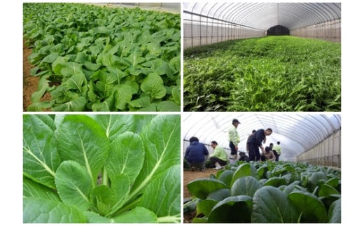 定期便 ３ヶ月 山口農園 有機野菜 おまかせセット＋カレー２箱 詰合せ 冷蔵 月１回 ／山口農園 有機野菜 伝統野菜 オーガニック ベジタリアン 定期便 カレー 無農薬 野菜セット 送料無料 無農薬 