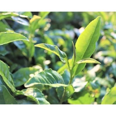 ふるさと納税 松江市 宝箱の有機和紅茶 |  | 02