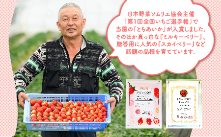 【先行予約】いちご　ミルキーベリーセット　450g×1パック ※着日指定不可 ※2024年2月下旬～5月下旬頃に順次発送予定