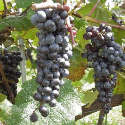 ふるさと納税 福島市  ヤマソーヴィニヨン赤ワイン ともがら 2021　720ml No.3310 |  | 02