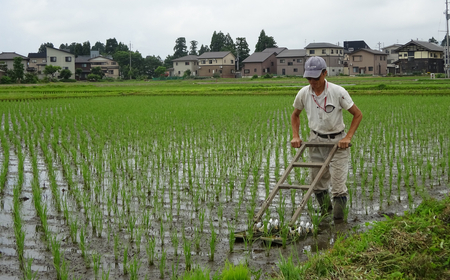 16P240 ＜数量限定＞令和6年産 魚沼産コシヒカリJAS有機栽培米 5kg精米（魚沼わたなべ農園） 白米 魚沼 有機 米