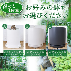 ＜観葉植物＞パキラ(7号) (陶器鉢(オストシリンダー(マットホワイト))・受け皿付) 観葉植物 植物 インテリア 開店祝い 移転祝い おしゃれ 室内 ギフト プレゼント オフィス 陶器鉢 受け皿 玄