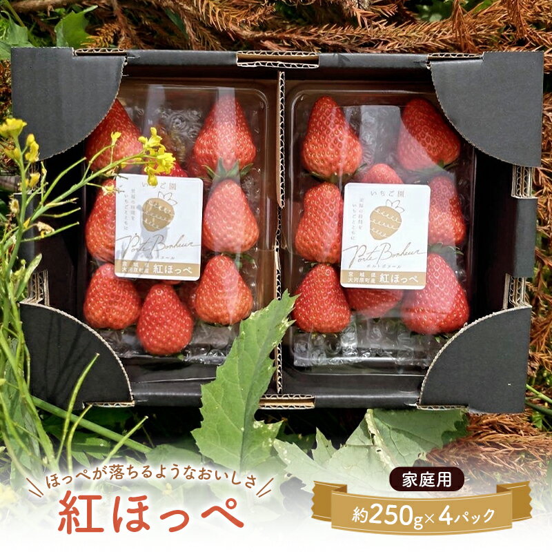 【ふるさと納税】大河原町のいちご 完熟いちご 4パック 果物 フルーツ 苺 紅ほっぺ かおり みずみずしい ジューシー 期間限定 季節限定 家庭用