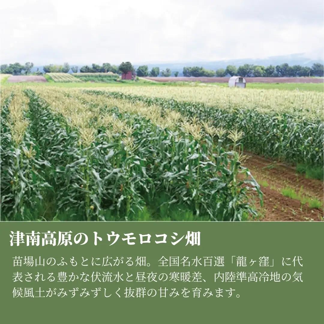 とうもろこし 朝採れ ゴールドラッシュ 10kg 約24本 7月下旬発送開始 |津南町 とうもろこし