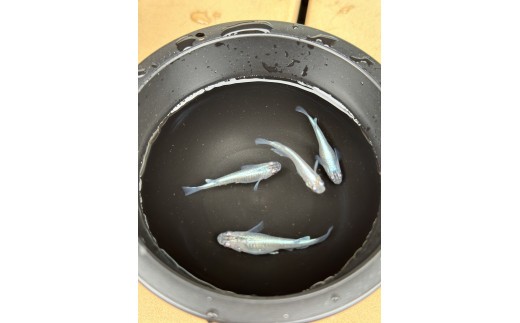
メダカ 幹之（みゆき） ５匹 （２ペア＋１匹） 死着保証 ／ aju succulent 観賞魚 淡水魚 魚 ペット 生き物 奈良県 葛城市
