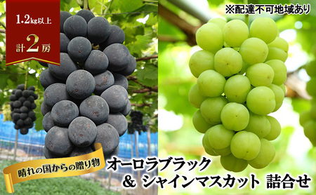 【2026年先行予約】 ぶどう 岡山県産 晴れの国からの 贈り物 オーロラブラック ＆ シャインマスカット 詰合せ 1.2kg以上(2房)《2026年9月上旬-9月中旬出荷》 葡萄 ブドウ フルーツ 果物 数量限定 期間限定 里庄町