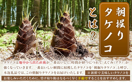 朝掘り タケノコ 約2kg（2～5本）【2025年4月上旬より順次発送】 野菜 やさい たけのこ 筍 タケノコ 熊本県産 国産