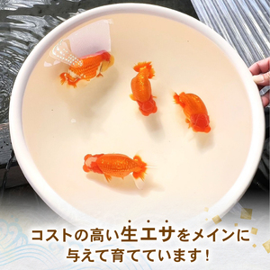 【選別(ミドル)】 らんちゅう 飼育歴40年 ベテラン店主 日本らんちゅう協会 らんちゅう専門店 らんらん 蘭鋳 金魚 観賞魚 生き物 魚 生体 埼玉県 羽生市