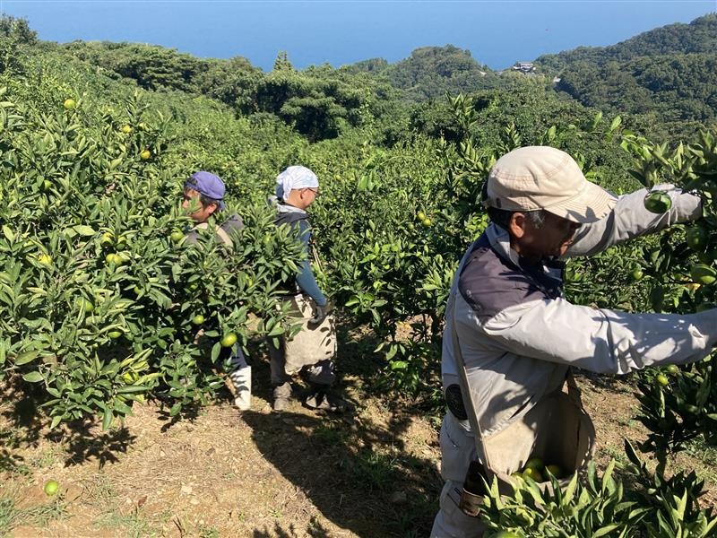 極早生みかん 2kg  農園直送 先行予約 【9月中旬以降発送】 愛媛 数量限定 愛媛県産 人気 柑橘 伊予市｜A97