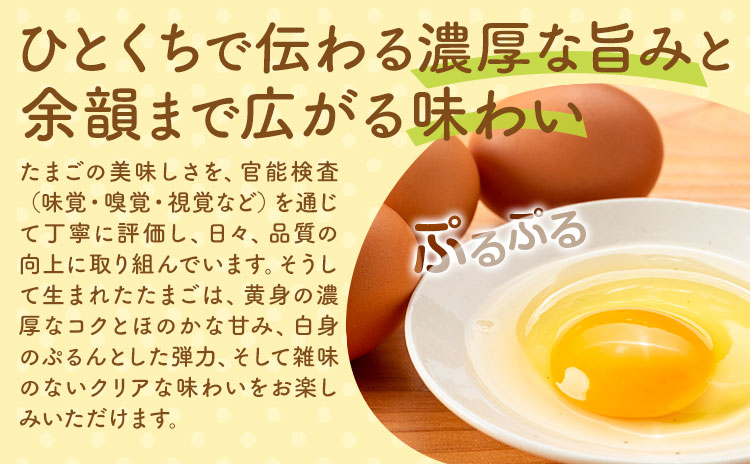 コッコファームのたまご 40個 コッコファーム《90日以内に出荷予定(土日祝除く)》熊本県 菊池市 卵 鶏卵 玉子 たまご 家庭用 熊本県産 九州産 冷蔵 送料無料