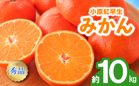 先行予約 みかん 蜜柑 約10kg 小原紅早生 小原紅早生みかん 柑橘 オレンジ 11月下旬～12月下旬 配送 選べる 容量 香川県 丸亀市