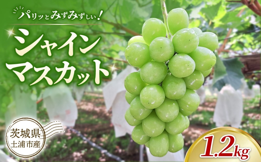 
                  【先行予約】【数量限定】 茨城県土浦市産 シャインマスカット 1.2kg | 大きい 果物 フルーツ ぶどう ブドウ 葡萄 ギフト 贈り物 予約 旬 ※2026年9月～発送
                