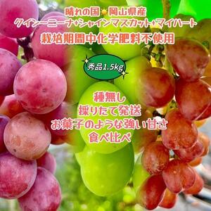 ぶどう2026年  クイーンニーナ シャインマスカット マイハート 秀品 粒だけ 約1.5kg 農林大臣賞受賞 岡山 国産 果物 フルーツ 食べ比べ 2026年8月中旬から発送