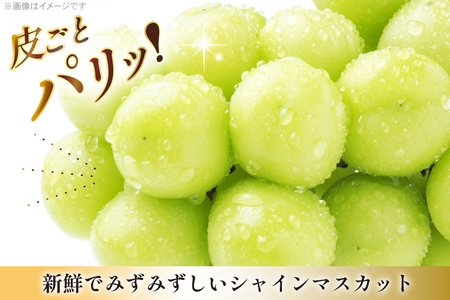 【期間限定発送】 シャインマスカット 6〜10房 満杯詰め 約4kg
