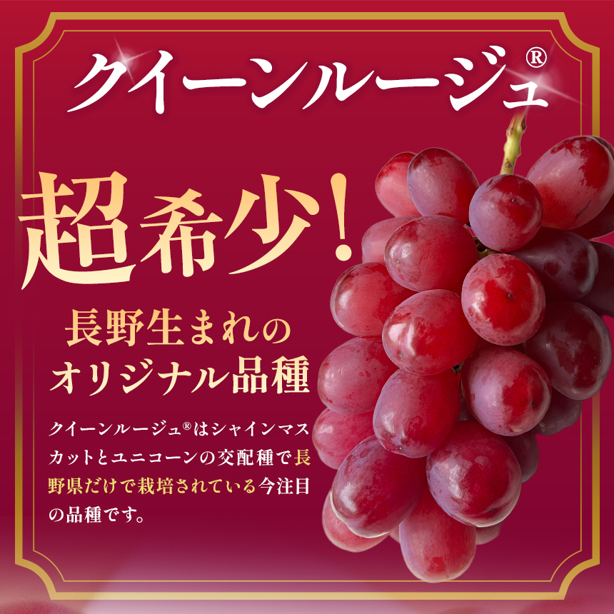 【2026先行予約】産地厳選! 長野県産 クイーンルージュ ® 秀品 約1kg〈2026年10月中旬～11月上旬発送〉| 果物 くだもの フルーツ ぶどう ブドウ 葡萄 クイーンルージュ® 種なし 長