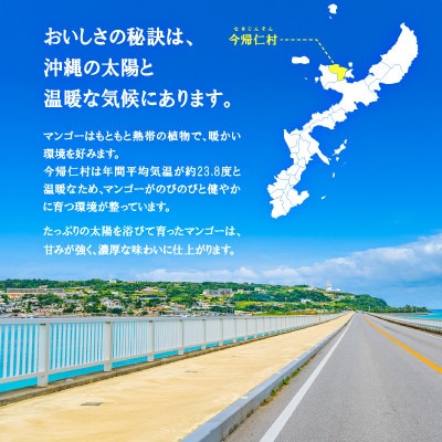 【2026年6月下旬から順次発送】今帰仁産のA級アップルマンゴー1kg(2〜3玉)【配送不可地域：離島】【4014730】