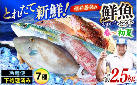 【期間限定】福井 若狭の 鮮魚セット 春～初夏 計約2.5kg【鮮魚 魚介類 海鮮 下処理 小分け 冷蔵 切り身 簡単調理 手軽 白身 焼き物 揚げ物 刺身】 [m21-e003]