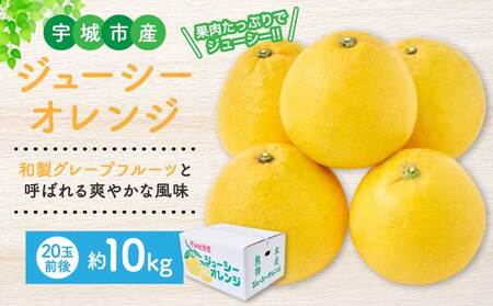 先行予約 ジューシーオレンジ 約10kg（20玉前後） 2026年4月上旬～2026年5月下旬頃発送予定