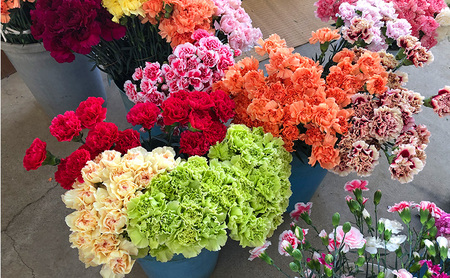 カーネーション 河津町 特産 生花 20本 発送 カーネーション