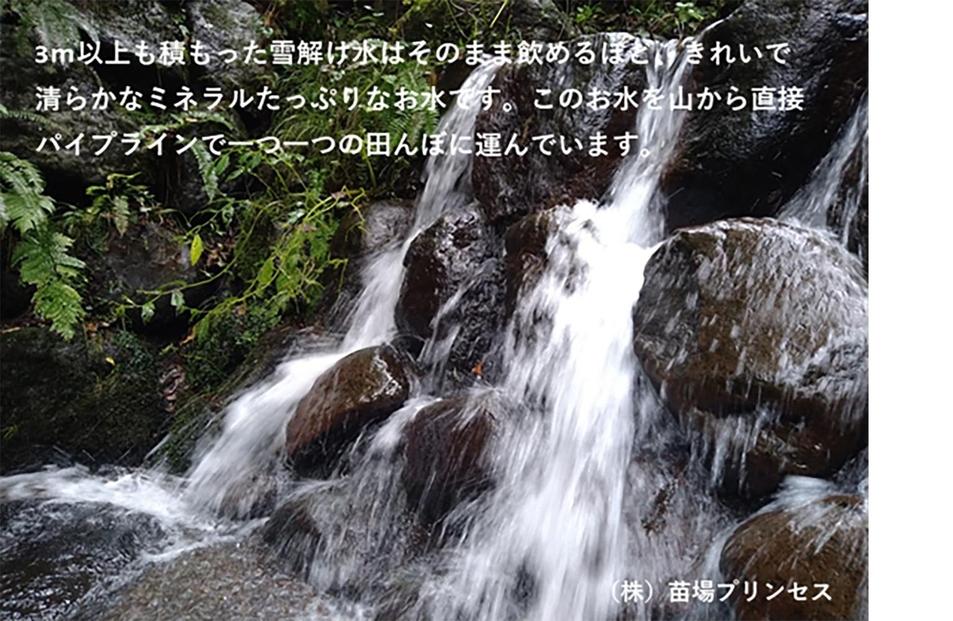 【令和8年産先行予約】魚沼産こがねもち 精米10kg（5kg×2）特別栽培米 農薬化学肥料5割減127523-106