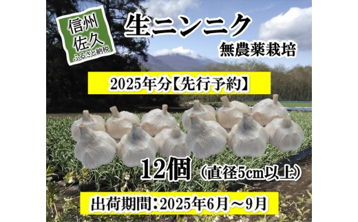 【先行予約】 生ニンニク 12個 (直径5cm以上) にんにく 無農薬栽培 ホワイト 六片種 最高級 薬味〈出荷時期:2025年6月1日出荷開始～9月30日出荷終了〉【 ホワイト六片種 ニンニク 大蒜 安心安全 農薬 不使用 長野県 佐久市 小林農園 MK企画 旬彩 】