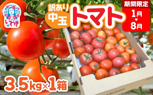 【1月～8月】訳あり 中玉 トマト 約3.5kg×1箱 | 訳あり トマト 中玉トマト 3.5kg 1箱 2箱　規格外　不揃い　トマト 野菜 やさい 果物 とまと tomato 甘い 数量限定　リコピン トマト フルーツ 国産 2026年 産地直送 数量限定 農家直送 鮮度 新鮮 栽培 美容 お弁当 わけあり 訳アリ 訳あり品 不揃い サラダ 福島県 いわき市 いわき産　小名浜　菜園　小名浜菜園　