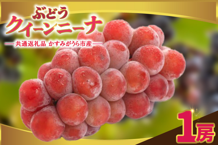 
            クインニーナ1房　県内共通返礼品:かすみがうら市産 (BR158)
          