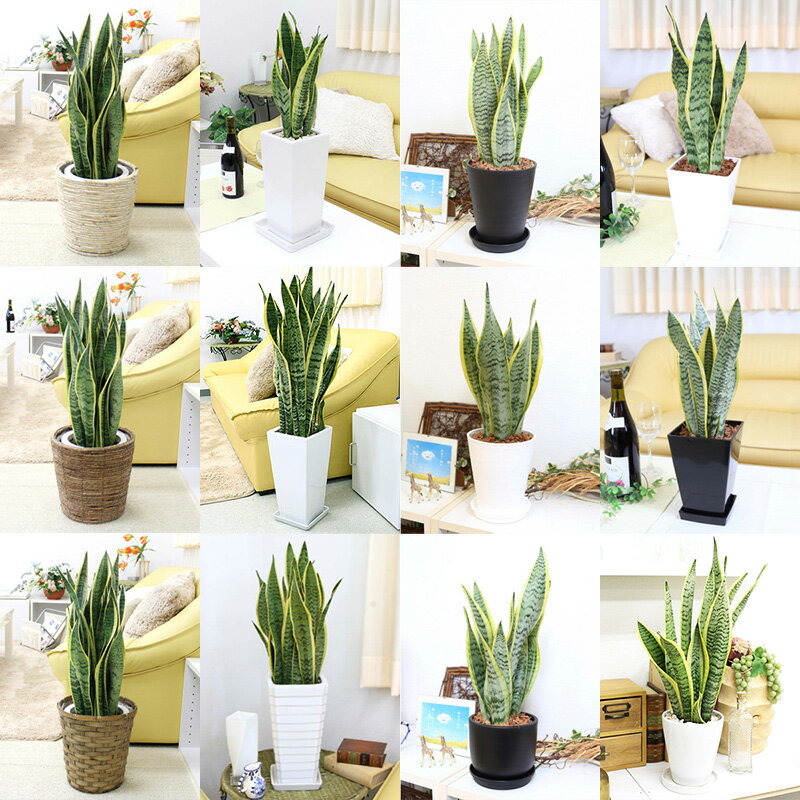 【ふるさと納税】【観葉植物】サンスベリア＜サイズ・鉢の種類選択可＞【観葉植物 インテリア 部屋 おしゃれ 福岡県 筑前町 送料無料 AG002MP】【価格改定】