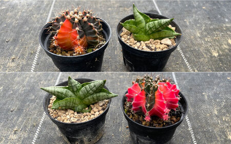 ギムノカリキウム ミハノビッチ ＆ サンセベリア ボンセレンシスドワーフ 各1株 Gymnocalycium mihanovichii&nbsp;＆sansevieria boncellensis d