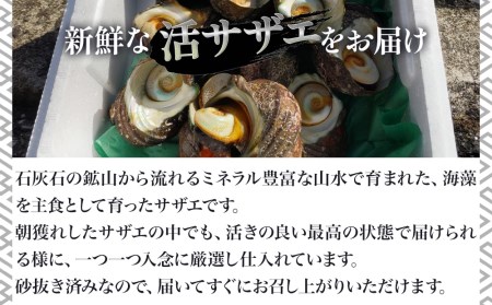 獲れたて 活サザエ 2kg（12個~20個）さざえ 生 | 津久見市