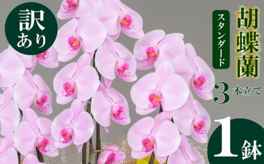 母の日 ギフト 花 人気 【訳あり】胡蝶蘭 蘭 ラン 3本立て ピンク スタンダード お祝い プレゼント 贈り物 贈答 須崎洋蘭園 SY013