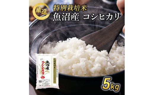 
                  【先行予約】令和8年産 【特別栽培米】 お米アドバイザー厳選 魚沼産コシヒカリ (精米) 5kg （ 米 精米 白米 お米 こめ コメ こしひかり コシヒカリ 魚沼 ） 
                