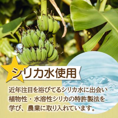 ふるさと納税 石垣市 希少!特許製法で作るシリカ水で栽培する特別な「島バナナ」 |  | 02