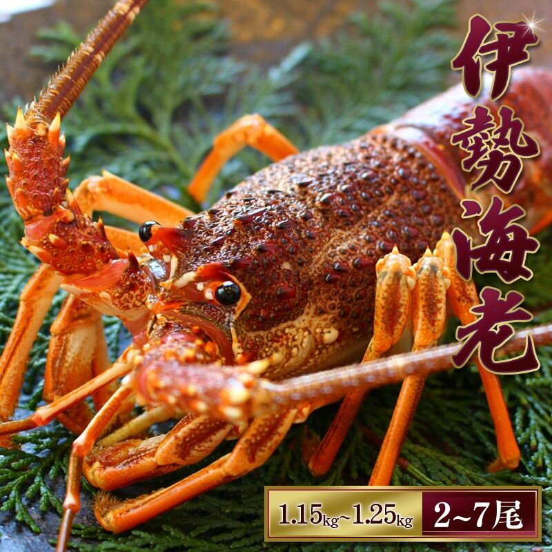【ふるさと納税】 天然 伊勢えび（活）2〜7尾 1.15〜1.25kg 【2025年10月下旬頃から2026年1月を除く3月までに順次発送】1月は漁不可】 / 海老 伊勢エビ 伊勢海老 えび エビ 海鮮 海の幸 活 活き お取り寄せ 人気 数量限定 いせえび イセエビ