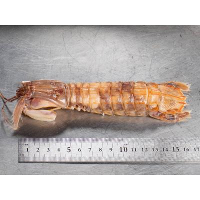 ふるさと納税 小樽市 小樽産 漁師直送 浜茹でシャコ(冷凍)、オス500g・ メス500g 計1kg(各8匹〜) |  | 01